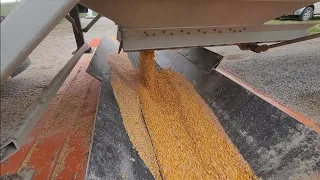 Harvesting and storing corn