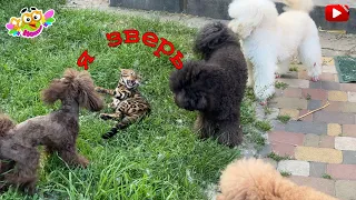 Ambush Antics: Leopold the Cat's Sneaky Teasing of the Dogs