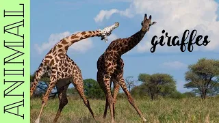 Поведение больших жирафов в брачный сезон🦒giraffe🦒