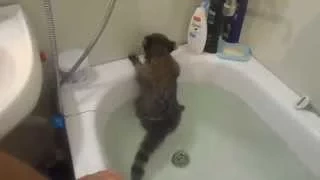 Raccoon swims in the bathroom (Енот плавает в ванной)