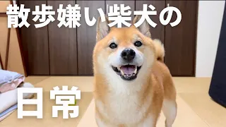 動画でよく怒ってる柴犬の日常ってどんなの？