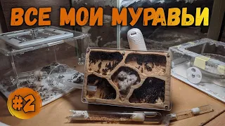 МУРАВЬИ: БЫСТРЫЙ ОБЗОР ВСЕХ КОЛОНИЙ