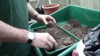 Start off begonia tubers in the greenhouse - Tims Tips from Directbulbs