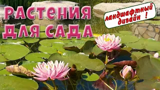 Ландшафтный дизайн🌸Красивые растения для сада🌸