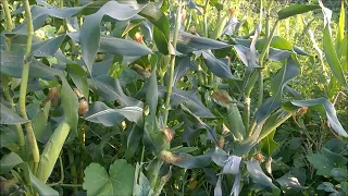 Розсада кукурудзи для раннього врожаю