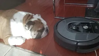 Roomba vs English Bulldog review !  WARNING extreme laziness.