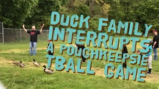 Ducks Interrupt Baseball Game