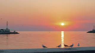 slow motion shot of seagulls flying over the sea with golden sun path reflection birds walking on p