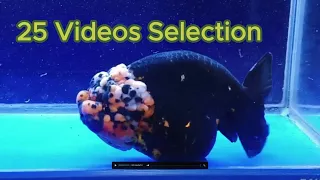 25 Videos Goldfish Selection Result #goldfish #Aquarium #nature #wild #IndoNature