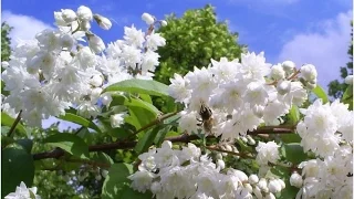 Великолепно цветущие кустарники