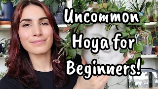 5 Uncommon Hoya For Beginners!! 🌿 start your collection with these easy Hoya that aren't carnosa 😉