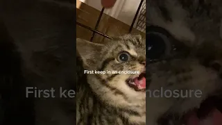 How to Tame a Feral Kitten