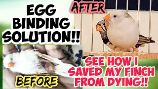 Egg Binding in Finches | How to treat Egg binding in birds at home | Egg Binding Treatment at Home