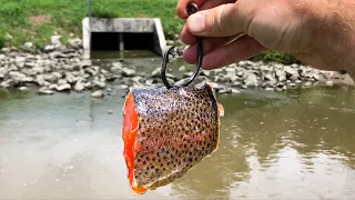 GIANT Bait Catches The SPILLWAY BEAST!!! (Surprise Catch!)