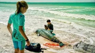 घायल डॉल्फिन को बचाने वाले लड़के की सच्ची कहानी Dolphin Tale Movie Explained in Hindi