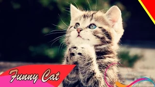 BEST Funny Cat Videos  Funny Pranks 2015 HD collection part 2