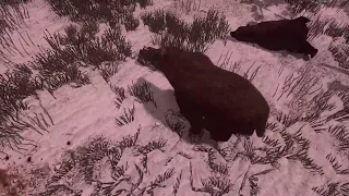 Beware of Bears in Tall Trees - Red Dead Redemption 1