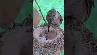 SO CUTE Baby Hummingbird just hatched - First Feeding. Mom is so gentle. #babyhummingbird #babybird