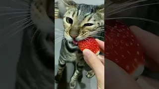 Unbelievable! Cat Eating Strawberries for the First Time 😻🍓