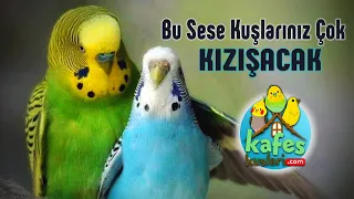 Bu Sesler Kuşlarınızı KIZIŞTIRACAK #kafeskuslari