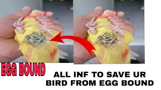 Lovebirds Egg Bound Solution in URDU/HINDI