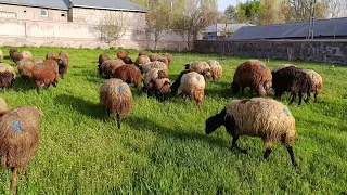 İlk Bahar dişi koyun otlama zamanı geldi