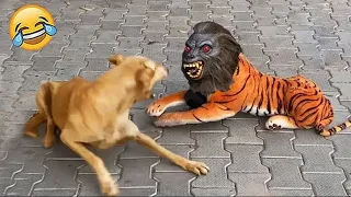 Funny Animal Videos 2024 😅 - Funniest Dogs and Cats Videos 😁 Ep 20