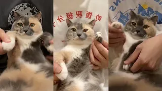 Dancing Cat on TikTok China Compilation | Douyin