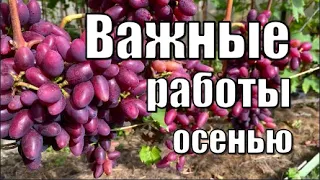 Важные работы на винограднике перед обрезкой кустов/ Виноград осенью