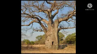 Most useful tree in the world |Baobab tree |Jahnvi's Fact World |