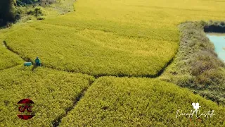 RICEFIELD AERIAL FOOTAGE(PALAYAN sa ISABELA)