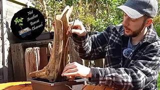 IT'S TIME - Part 4 of the Tanuki Challenge MORE Carving, MORE Staining and Planting