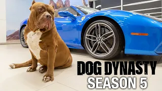 Dog Dynasty: Entire Season 5