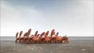 Crabs vs Seagull