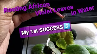 Rooting African Violet Leaves in Water -- My First Successful Attempt!