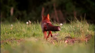 cri d'alerte du renard, réponse alerte des chevreuils !