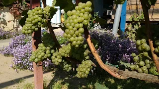 Шардоне, средний беловинный сор винограда