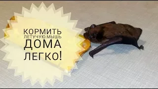 We feed a bat without any "cockroaches"! Everyone can do it!