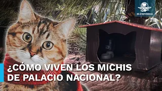 Así son las casitas de los gatos de Palacio Nacional