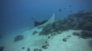 manta dancing