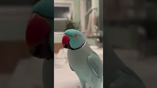 Parrot Learns A New Trick!