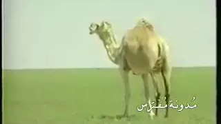 فيلم وثائقي عن الإبل