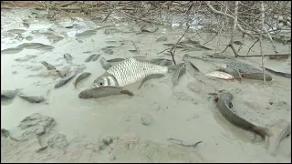 wow amazing fishing today a fisherman skill catch many fish by best hand