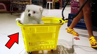 COMPRANDO ENXOVAL DO MEU BEBÊ CACHORRINHO - Vlog Um dia Comigo, Bela Bagunça