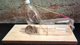 Best Mouse Trap at home . Great idea with Bottle rat