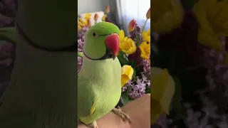 Доброе утро ☀️🦜ожереловый попугай Ричи