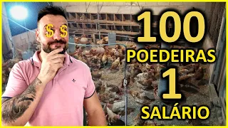 100 galinhas poedeiras dá dinheiro? 1 salário mínimo em menos de 100 m²