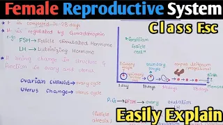 Female Reproductive Cycle | Menstrual Cycle | Menses | Class 12 Biology
