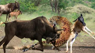 The Fierce Mother Wildebeest Fights And Destroys Leopards To Protect Her Cubs.
