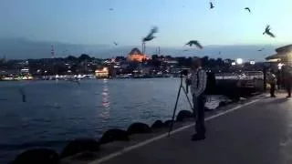Чайки в Стамбуле. Вечерняя прогулка по Галатскому мосту